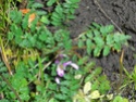 Identification minuscule fleur rose [Erodium] R0013510