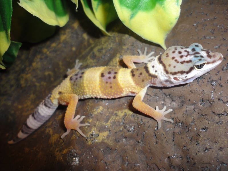 La phase de mon gecko léopard ? Dsc01910