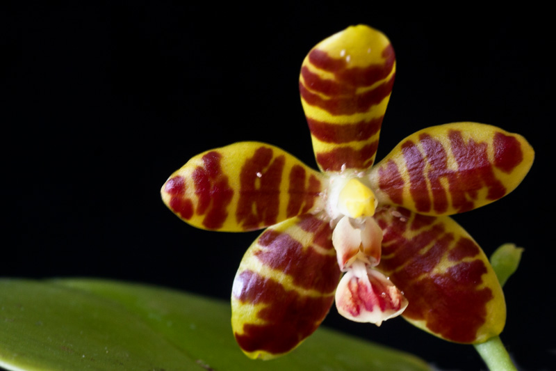 Phalaenopsis kunstleri x venosa (Koodoo) Phalae18