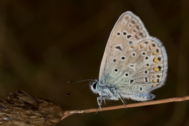 |Polyommatus icarus et Aricia agestis] ( lycaenidae) 12073010