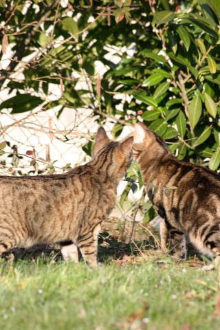 PLUME & LEIA (ex-GALA et GIRLY) - Tigrées (2011) - Page 2 Img_6522