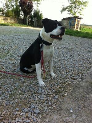 OXO AMSTAFF LOF DANS LE TARN Oxo11