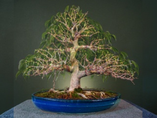 Ficus Benjamina Ficus_10