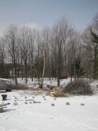 Enlarging the Bonsai Farm Tree_111