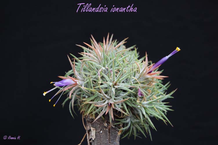 Tillandsia ionantha Tillan10