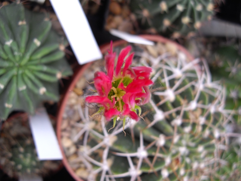 Sascha`s Blüten von 2013 - Seite 3 313