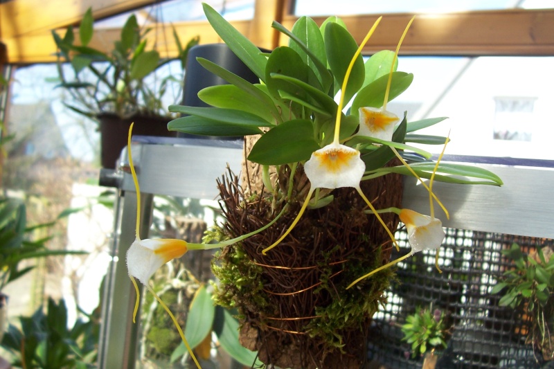 Miniatur- Orchideen Masdev11
