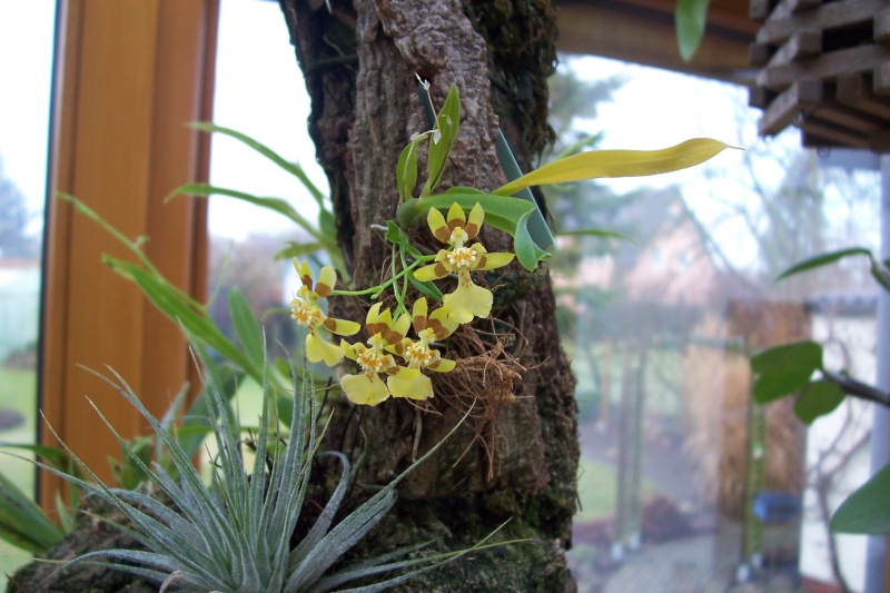 Miniatur- Orchideen Oncidi12