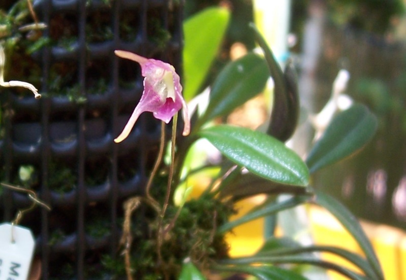 Miniatur- Orchideen Porrog10