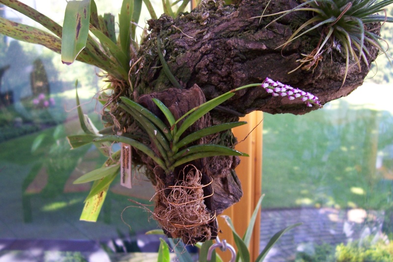 Miniatur- Orchideen Schoen10