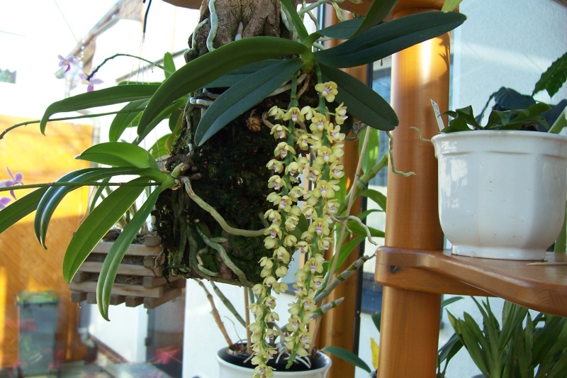 Miniatur- Orchideen Tubero11