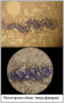 Дирофиляриоз у собак Mazok10