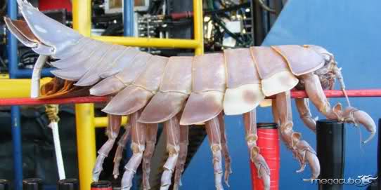 Pesquisadores encontram crustáceo gigante no fundo do oceano 2mfkoi10