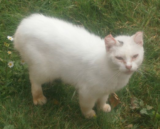 DIVA - minette blanche usée par la vie de chatte libre - environ 10 ans 10822410