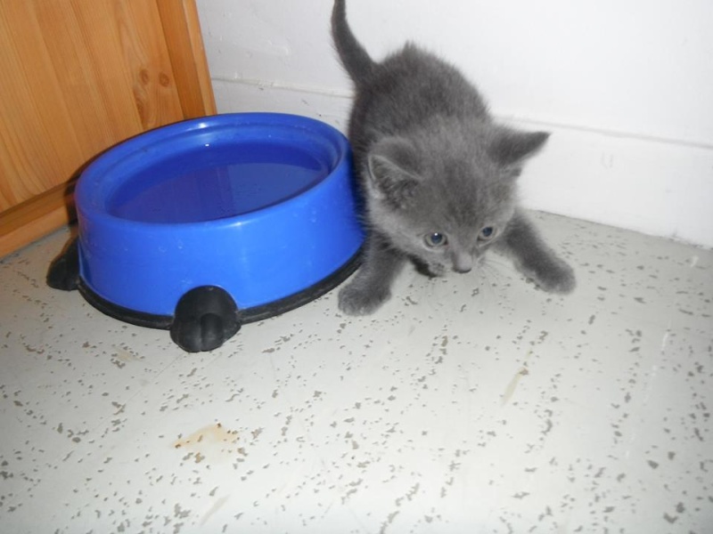 Thaï - magnifique chaton typé chartreux - Né le 01/06/2013 - Adopté dans le 80 53180310