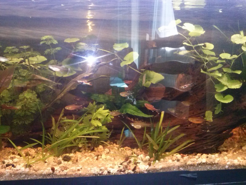 Mon tout premier aquarium - Page 2 Cam00019