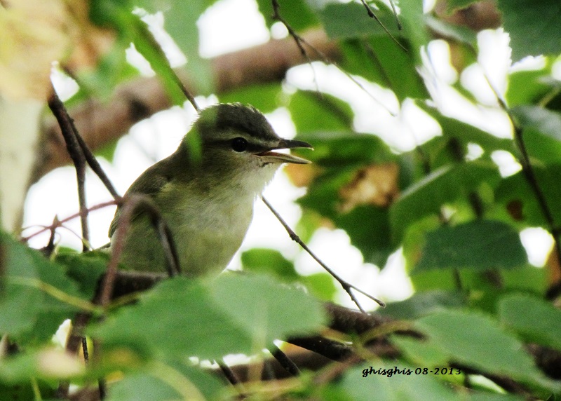 9 oiseaux chanteurs Paruli13