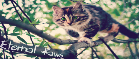 Eternal Paws ~ A Warriors Roleplay Cat-wa11