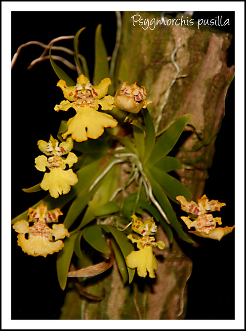 Mes orchidées Psygmo10