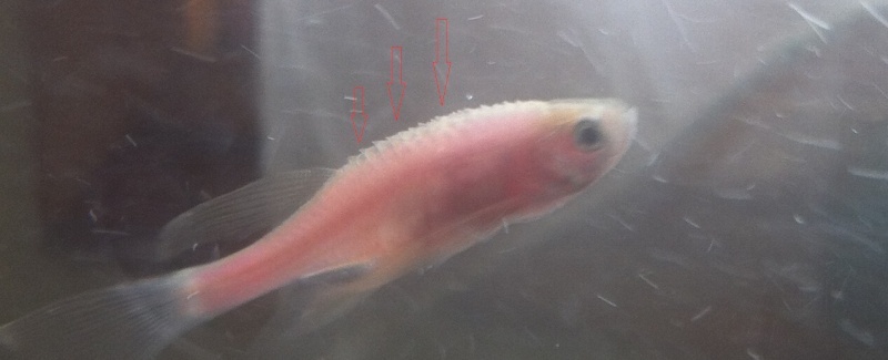 mon poisson a une autre sorte de peau transparente   Poisso13