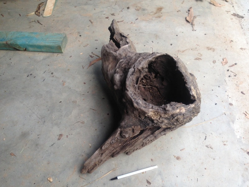 Driftwood Pot! how to treat/preserve? Photo_13