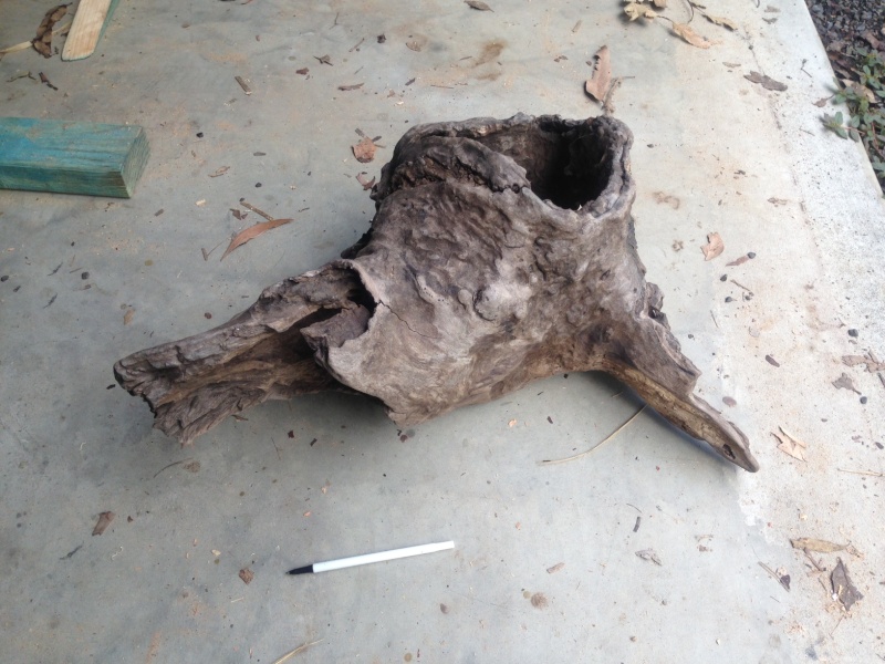 Driftwood Pot! how to treat/preserve? Photo_14