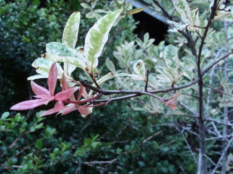 This is my variegated laurel oak  Voak213