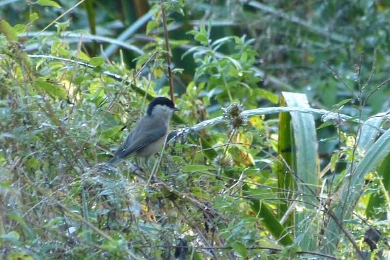 mésange nonnette? 02013