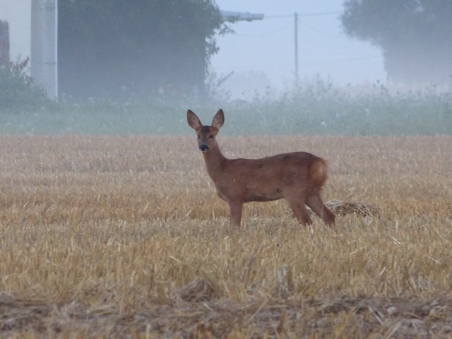 photos retrouvées et celles d' hier matin.. 042_co10