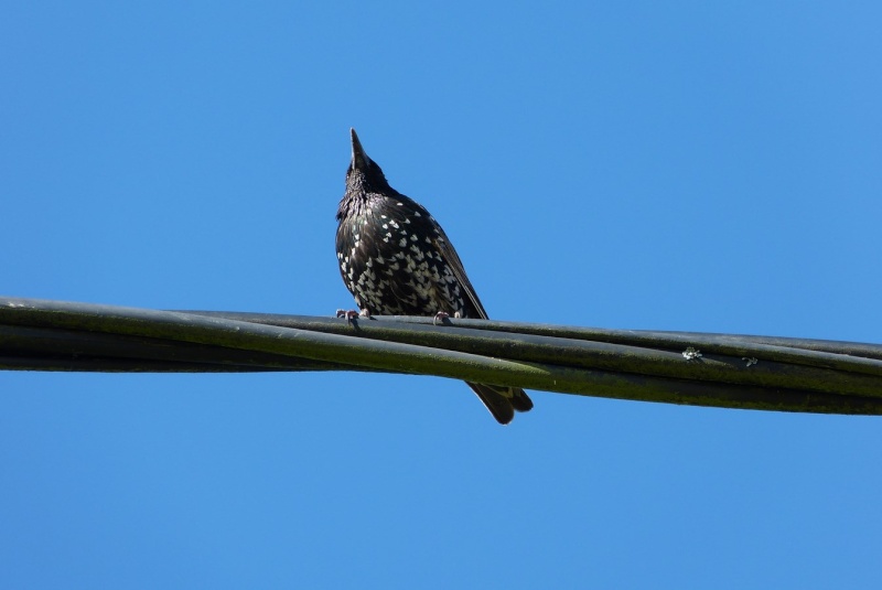 famille moineau et autres habitués 07810