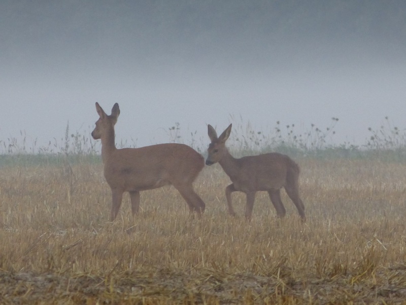 photos retrouvées et celles d' hier matin.. 089_210