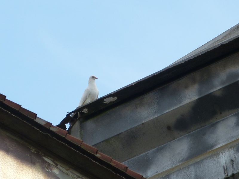 ballade d'aujourd'hui..bruant jaune? buse, pigeon. 09710