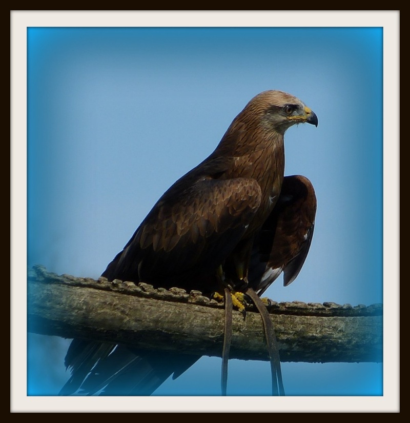 zoo de beauval 100710