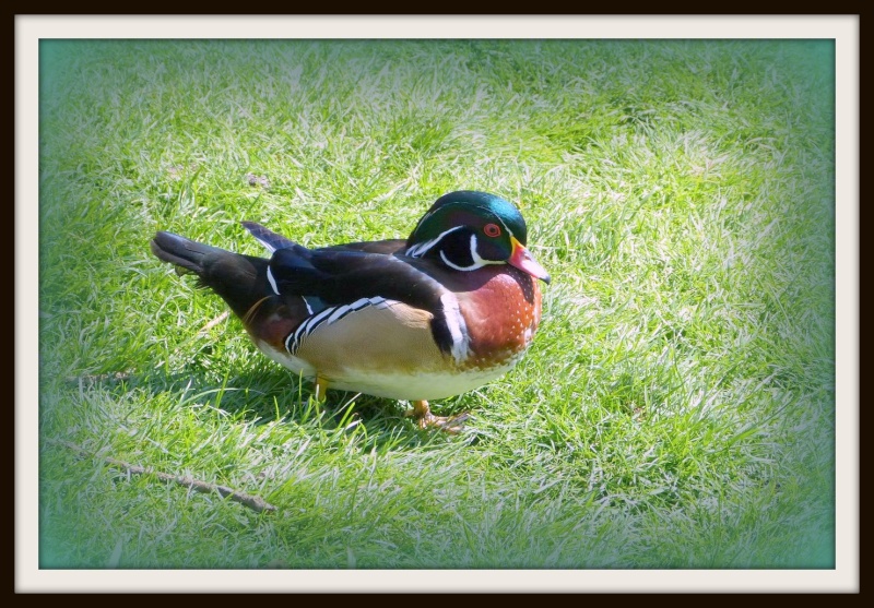 zoo de beauval 120110