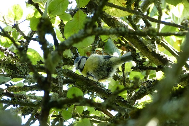 mésange bleue, chardonneret élégant, et buse en vol 12610