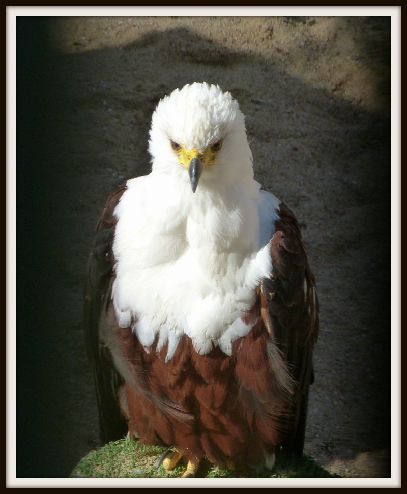 zoo de beauval 15210