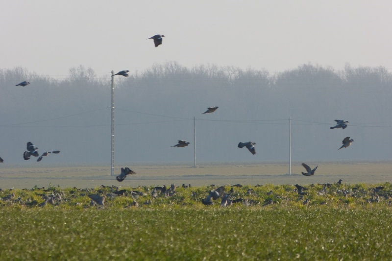 famille moineau et autres habitués 41010