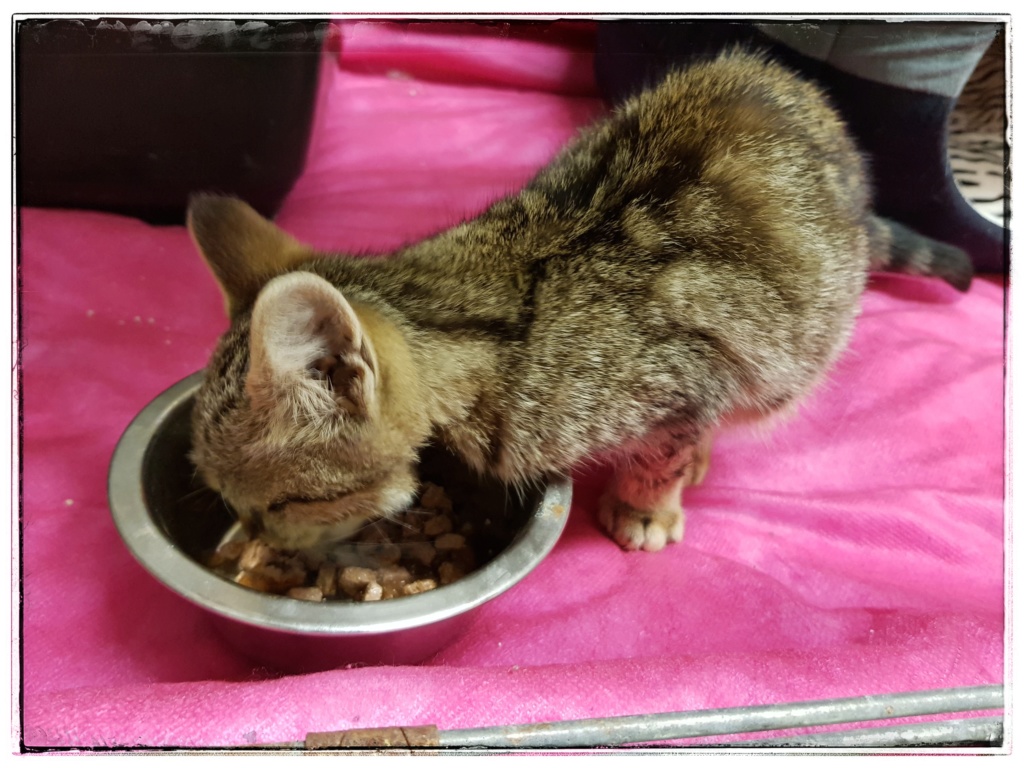 Okapi, femelle type européenne tabby née le 15 août 2018 20181035