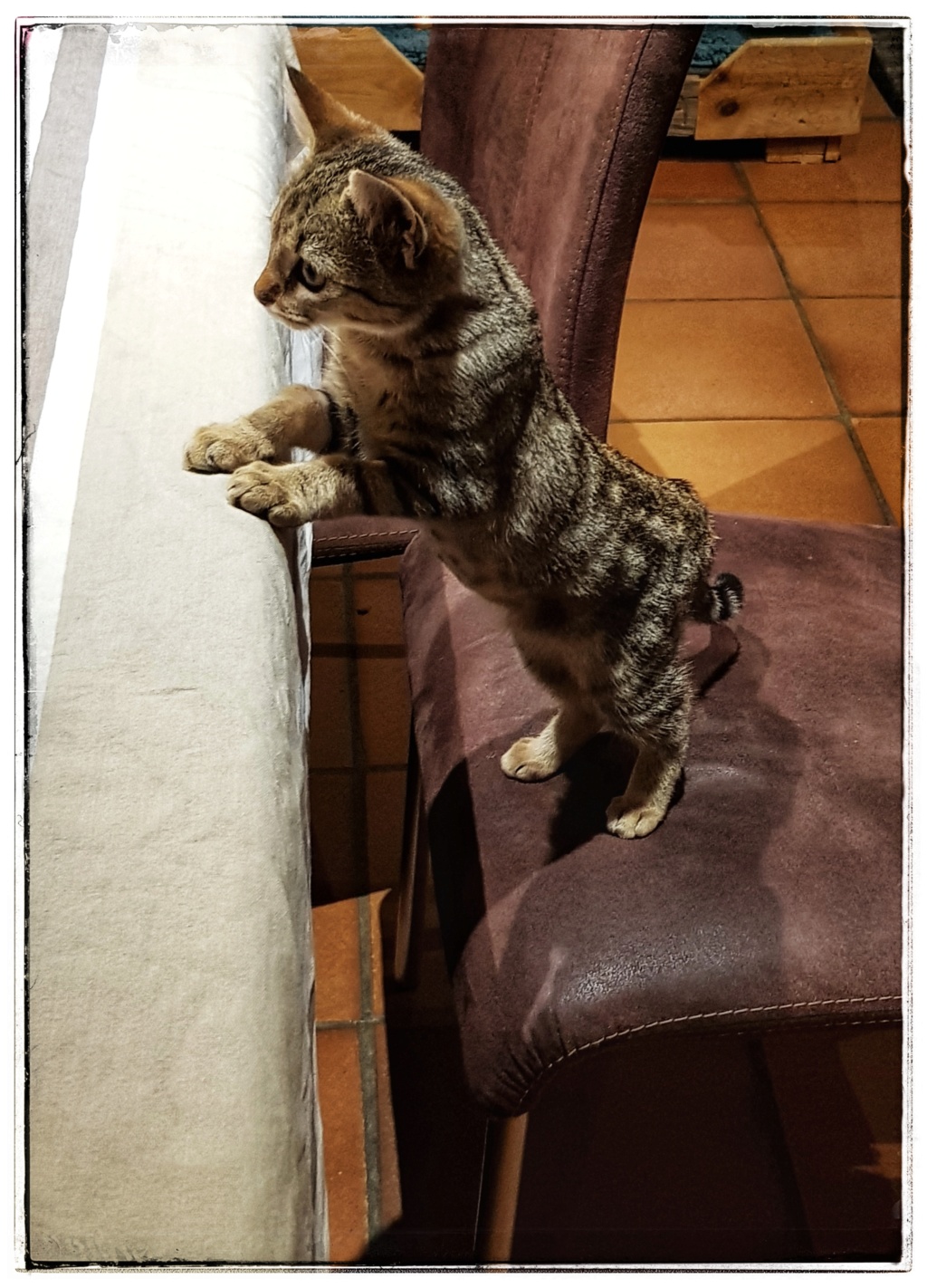 Okapi, femelle type européenne tabby née le 15 août 2018 - Page 2 20181078