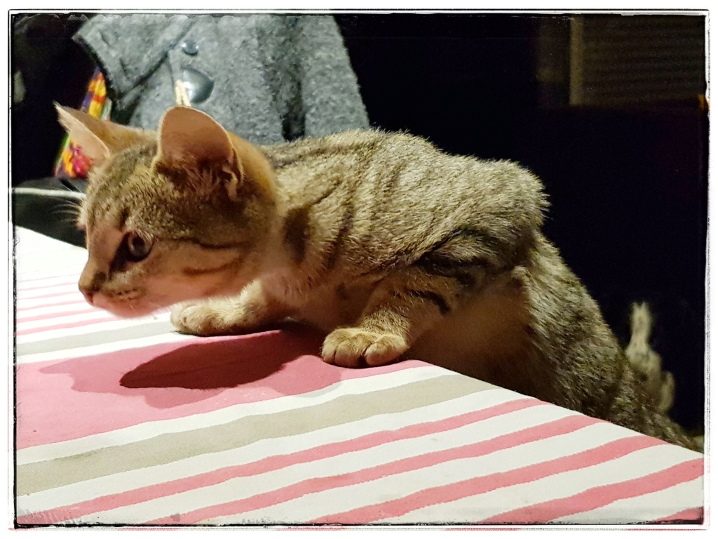 Okapi, femelle type européenne tabby née le 15 août 2018 - Page 3 20181149