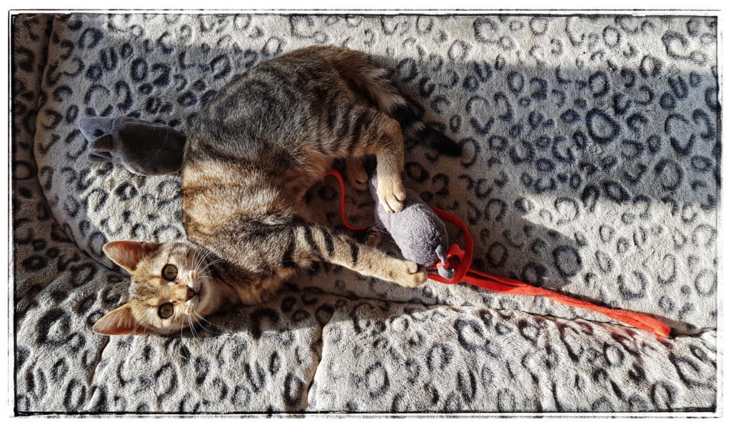 Okapi, femelle type européenne tabby née le 15 août 2018 - Page 3 20181150