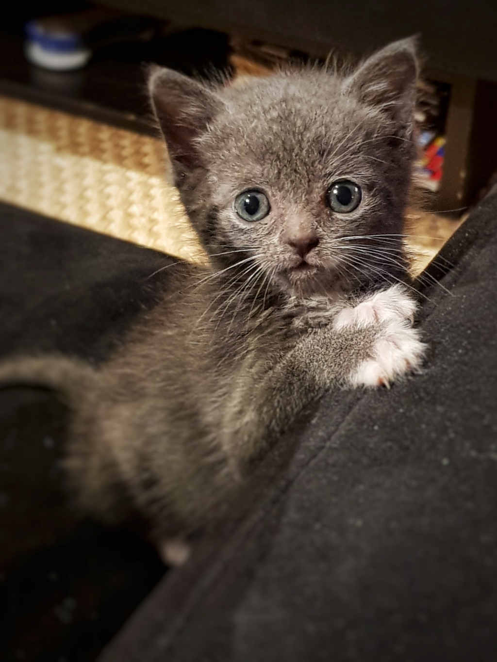 Pixie, femelle type européen grise et blanche, estimée 8 juin 2019 20190785