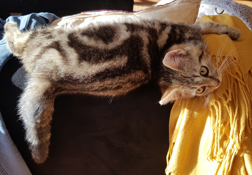 Pompon, femelle type européen tigrée née le 1er octobre 2019 20191222