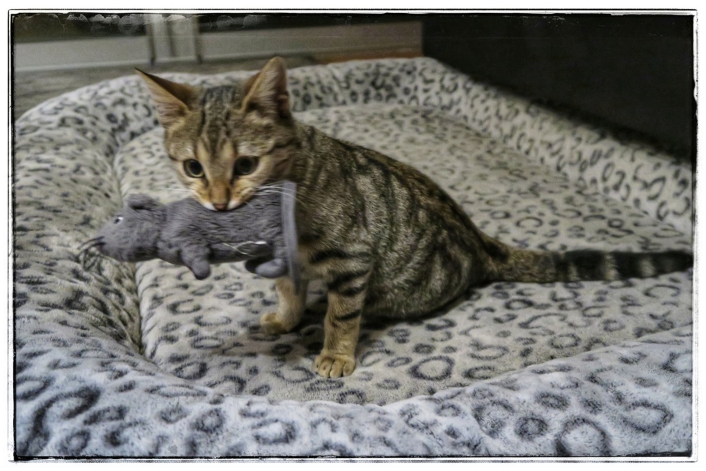 Okapi, femelle type européenne tabby née le 15 août 2018 - Page 3 Img_3211