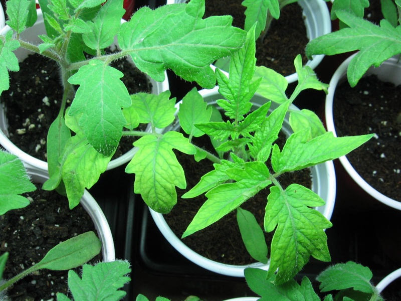 watering tomato seedlings Img_6916