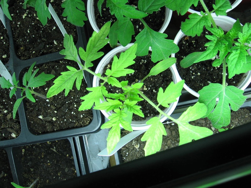 watering tomato seedlings Img_6919