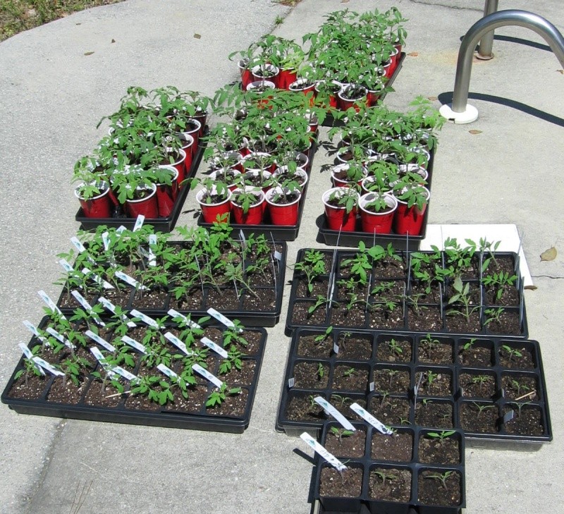 watering tomato seedlings Img_6925