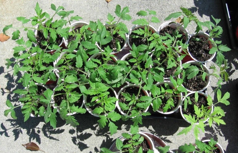 watering tomato seedlings Img_6926