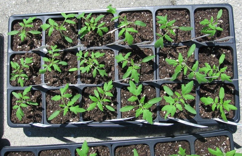 watering tomato seedlings Img_6929