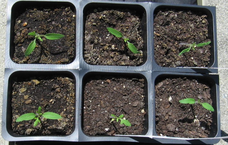 watering tomato seedlings Img_6932